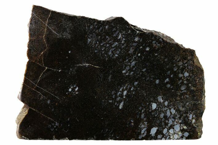 Polished Dinosaur Bone (Gembone) Slab - Utah #151493